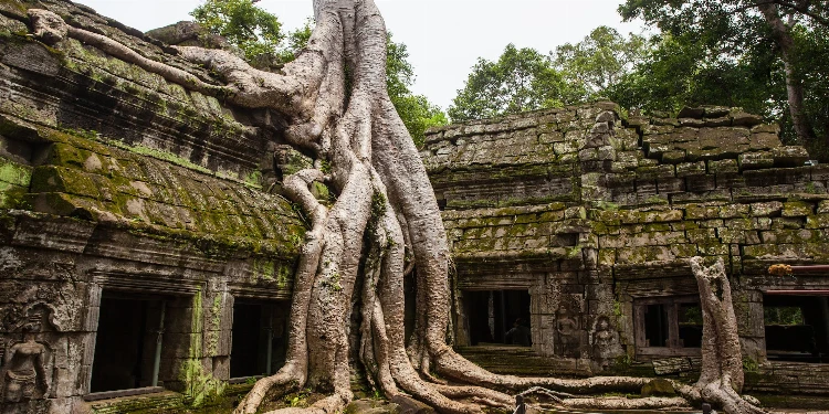 green leafed trees